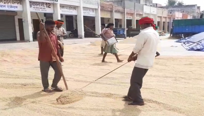 Paddy crop reached Mandi, Govt procurement will start from October 1 (1) Paddy crop reached Mandi, Govt procurement will start from October 1 (2)