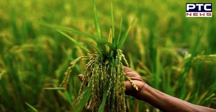 Centre asks to begin the MSP Procurement of Kharif Paddy immediately in Punjab, Haryana Centre asks to begin the MSP Procurement of Kharif Paddy immediately in Punjab, Haryana