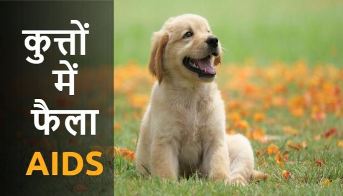 AIDS Found In Dogs, Treatment can Save life | Pets with HIV AIDS Found In Dogs, Treatment can Save life | Pets with HIV