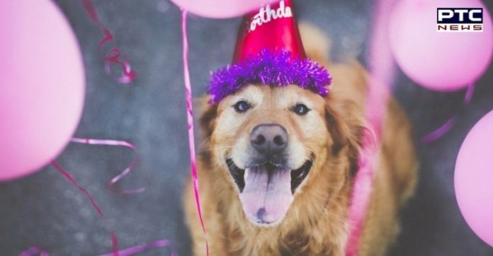 Here is how you should celebrate your fur-baby’s birthday