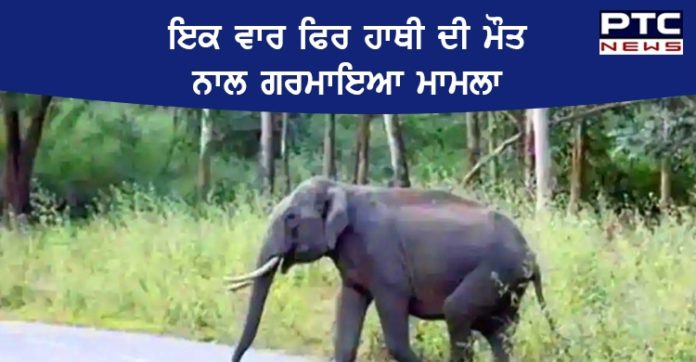 elephant dies elephant dies