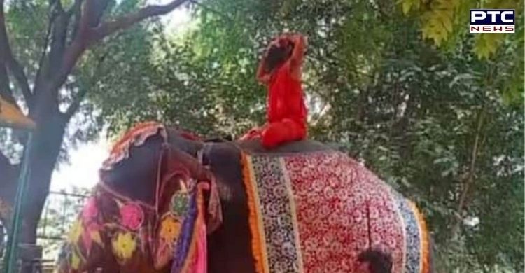 Watch: Baba Ramdev falls off elephant while performing yoga