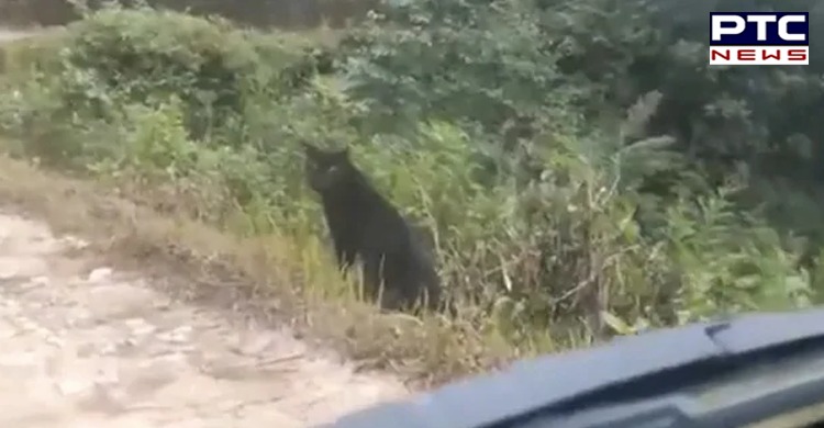 Video of a Black Panther in an Indian forest goes viral