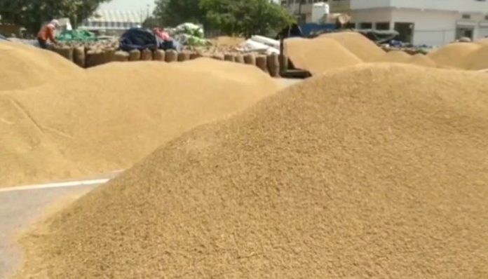 Farmers from outside states will also be able to sell paddy in Haryana Farmers from outside states will also be able to sell paddy in Haryana
