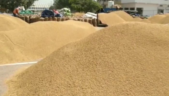 हरियाणा में बाहरी राज्यों के किसान भी बेच सकेंगे धान, सरकार ने दी अनुमति