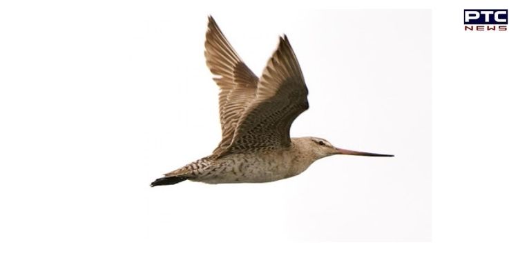 Godwit bird sets record for longest 'non-stop flight' as it reached New Zealand from Alaska in 11 days