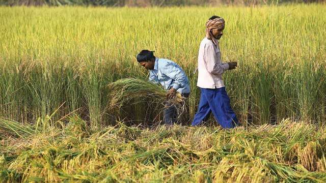 Traders are fetching paddy from UP, selling it in Punjab mandis