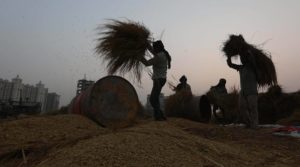 Centre tells Punjab it won’t pay RDF in paddy season
