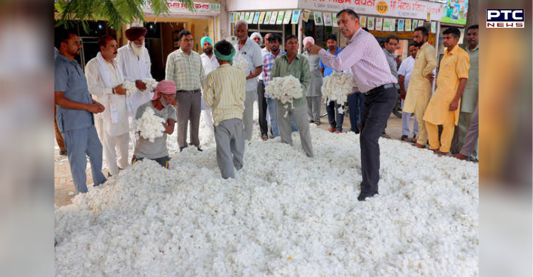 Cotton farmers forced to sell below MSP to private players