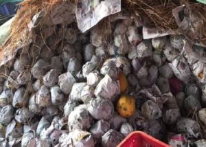 papaya warehouse in a garbage dump, raid by the health department