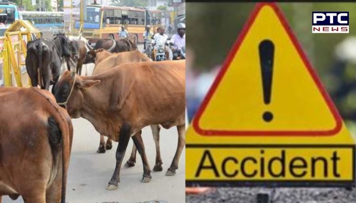 Stray cattle 1 Stray cattle due Road Accident in Batala ,One killed