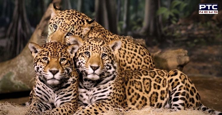60 percent rise in leopard population across India