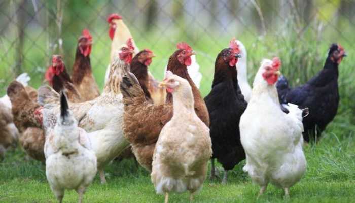 Can you eat chicken during bird flu? Amid cases of avian influenza (bird flu), the officials issued advisory for poultry and poultry products.