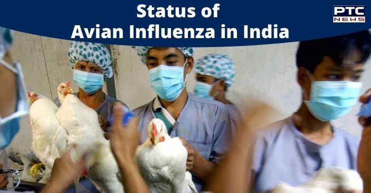 Avian Influenza in India: Centre confirms bird flu in ...