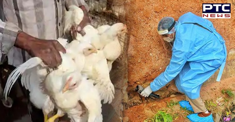 Avian Influenza In India Centre Confirms Bird Flu In Poultry In 5 States 2831