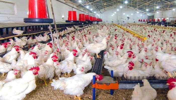 Avian Influenza Outbreak: Poultry prices hit as Bird flu panic grips nation