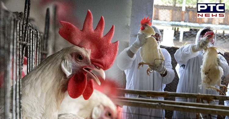 Bird flu has put several states on alert; is it safe to consume poultry products?