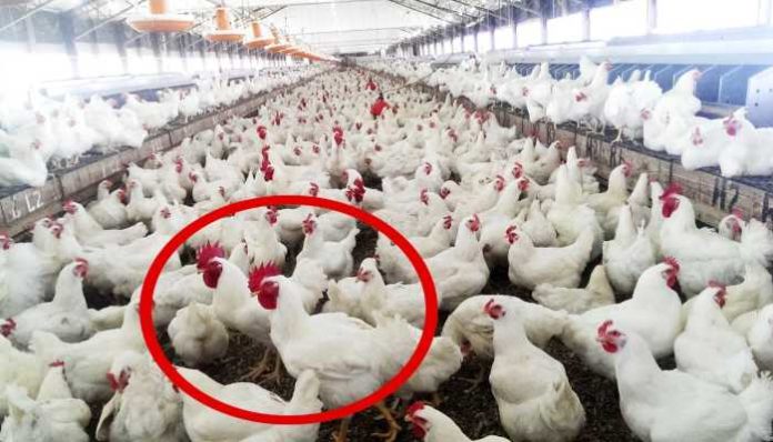 Himachal Bans Poultry Products