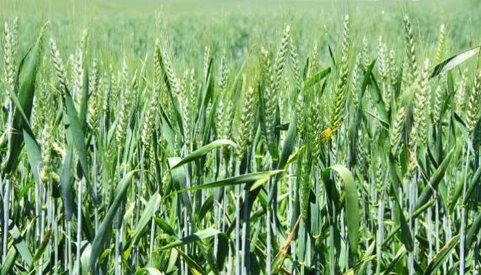 New variety of wheat can give good yield even in hot weather (3) Heat-tolerant wheat varieties