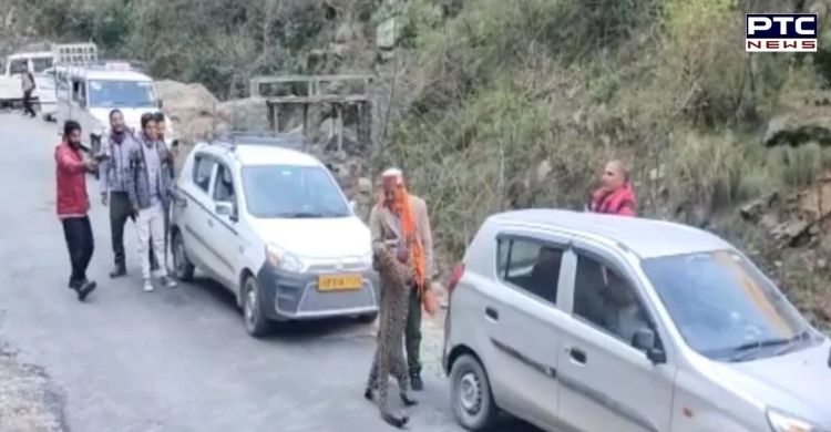 Himachal Pradesh: Leopard seen 'playing' with humans in Kullu [Viral Video]
