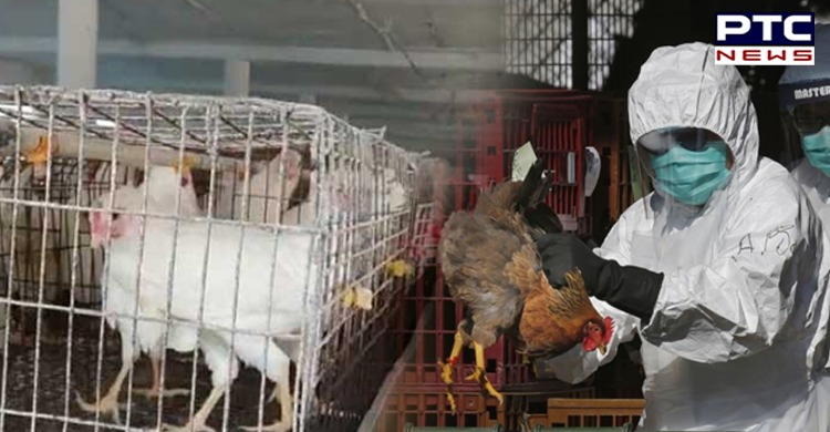 Avian influenza: After bird flu virus was confirmed in Mohali, Punjab, culling process will commence in the Derabassi on Friday.