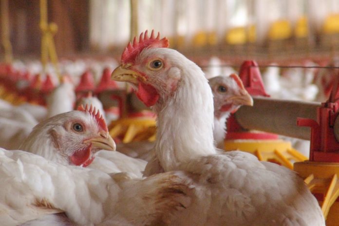 bird flu dera bassi