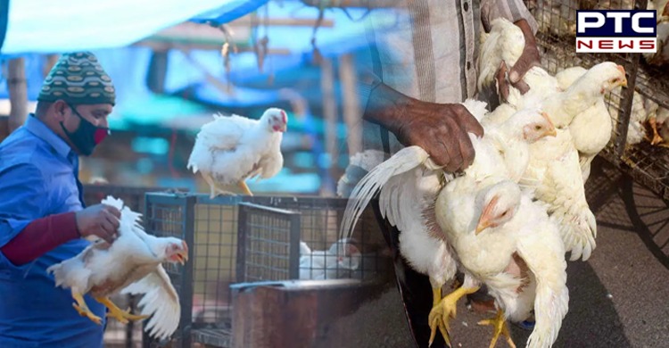 Avian Influenza: 11,200 birds culled on first day of culling operation in Derabassi