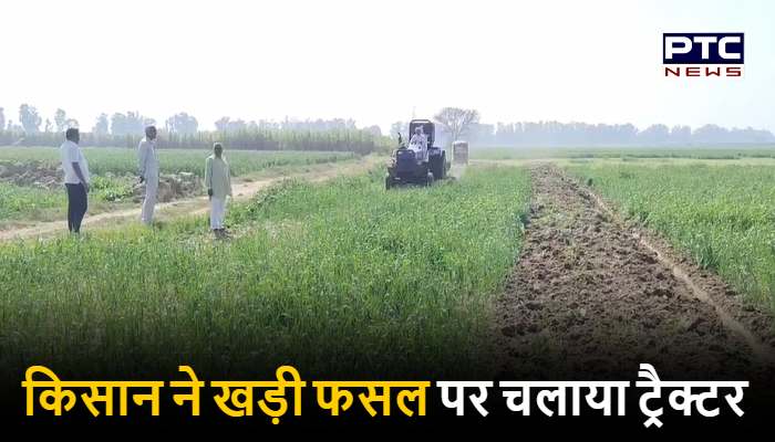 पानीपत: किसान ने अपनी खड़ी फसल को ट्रैक्टर चलाकर किया नष्ट