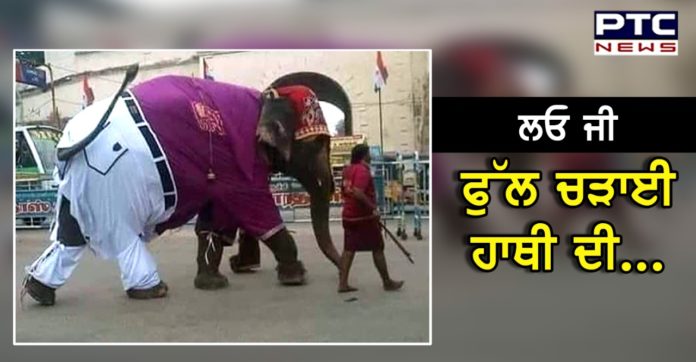 Elephant road 1 Elephant was going on the road wearing pants and shirt, Anand Mahindra said – ‘Incredible India’