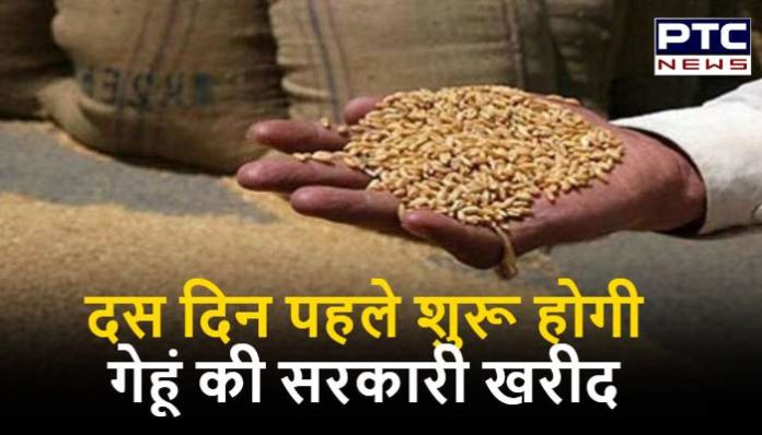 Government procurement of wheat to begin ten days ago (1) Wheat Crop Haryana