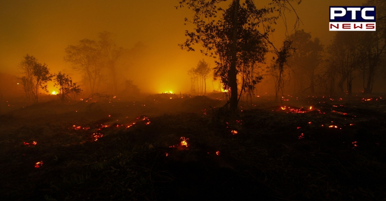Centre sends in experts to help Odisha government in management of forest fire in state