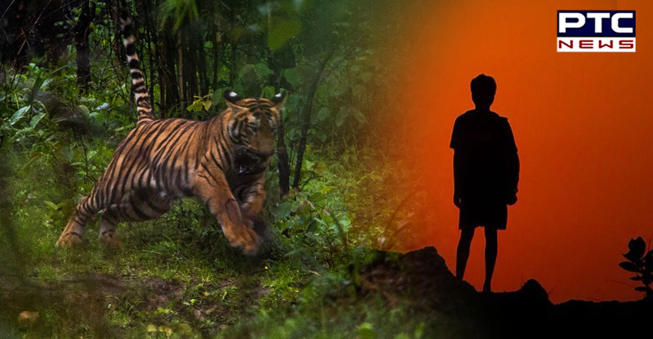 Karnataka: 8-year-old boy mauled to death by a 'man-eater' tiger