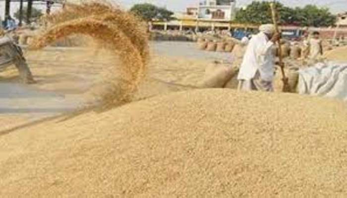 Haryana Wheat Procurement