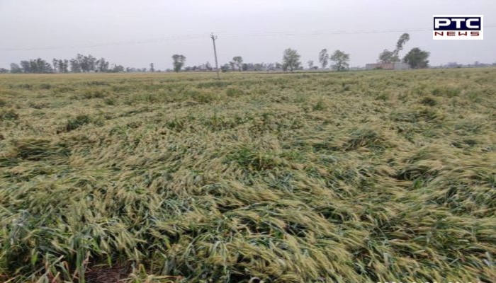Rain in Punjab । Heavy damage to rabi crops after rainfall in Punjab, Haryana