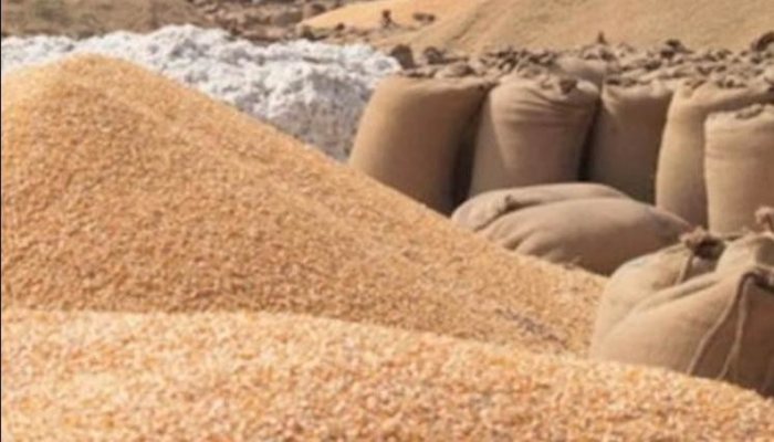 Wheat Procurement Haryana