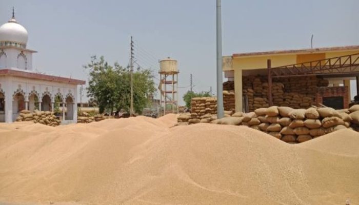 Wheat Procurement Haryana