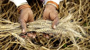 wheat procurement gets Underway from April 10, amid COVID-19 pandemic