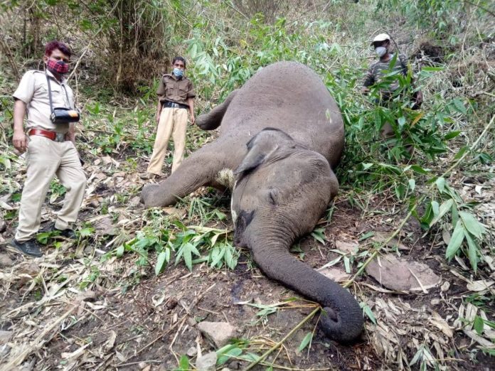 18 elephants killed in lightning