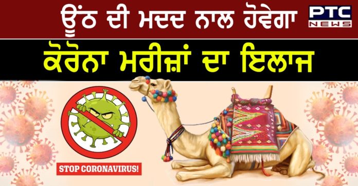 camels COVID-19 1 Coronavirus : UAE scientists reserach ‘immune’ camels with COVID-19 to study virus antibodies
