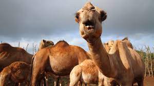 Coronavirus : UAE scientists reserach ‘immune’ camels with COVID-19 to study virus antibodies