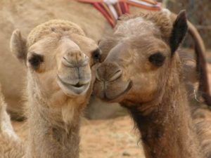 Coronavirus : UAE scientists reserach ‘immune’ camels with COVID-19 to study virus antibodies