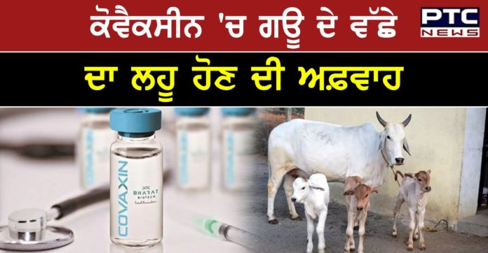 Covaxin 1 Bharat Biotech uses 'calf serum' to make Covaxin ? Experts call it 'standard practice'