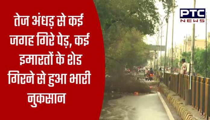 Trees fell at many places due to strong storm in Sirsa (4) Sirsa News