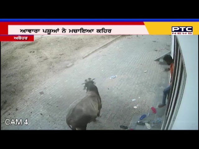 ਲੜਦੇ ਹੋਏ ਢੱਠਾ ਵੜਿਆ ਘਰ ਦੇ ਅੰਦਰ