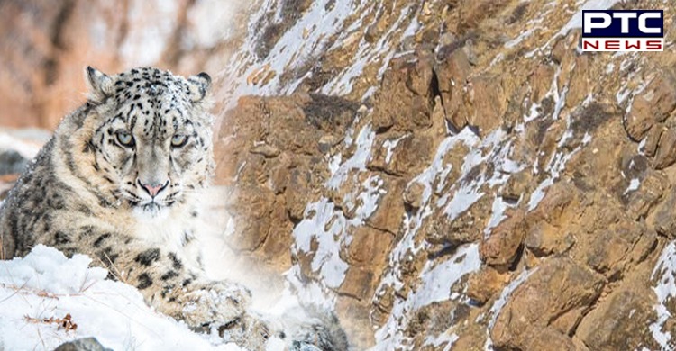Snow leopard is hiding in this picture; netizens struggling to find it, can you?