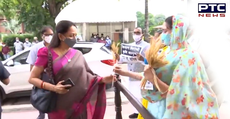 Watch: Harsimrat Kaur Badal offers wheat stalk to BJP MP Hema Malini