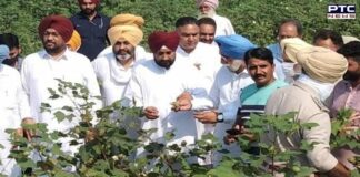 Punjab CM takes stock of crop destroyed due to pink bollworm infestation in Bathinda