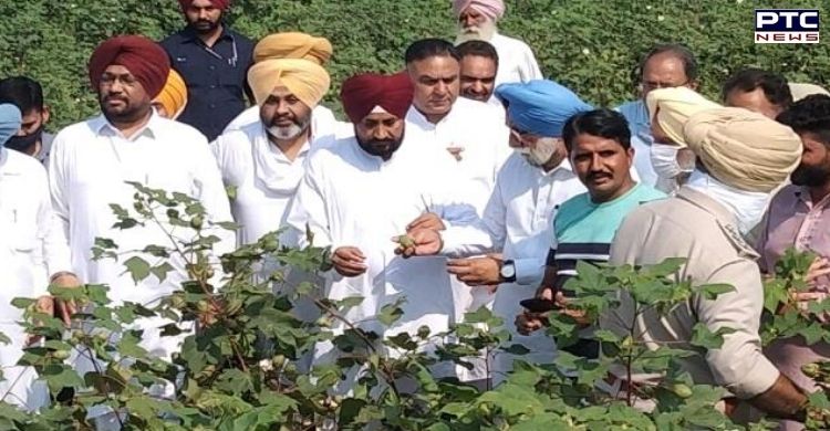 Punjab CM takes stock of crop destroyed due to pink bollworm infestation in Bathinda