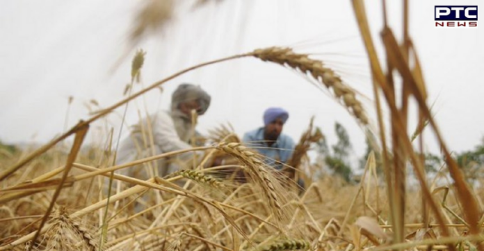 Punjab: Unseasonal rains, hailstorms damage farmers' crops Punjab: Unseasonal rains, hailstorms damage farmers' crops
