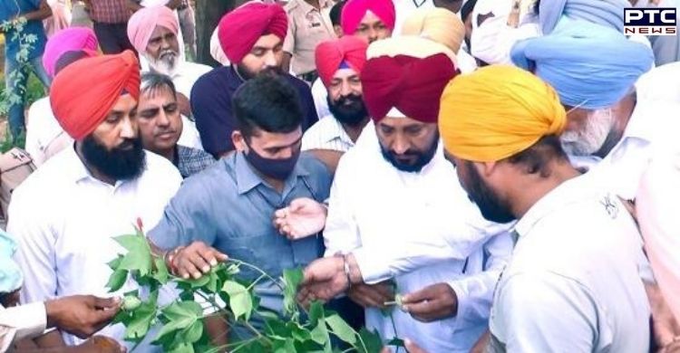 Punjab CM Channi okays pink bollworm compensation norms